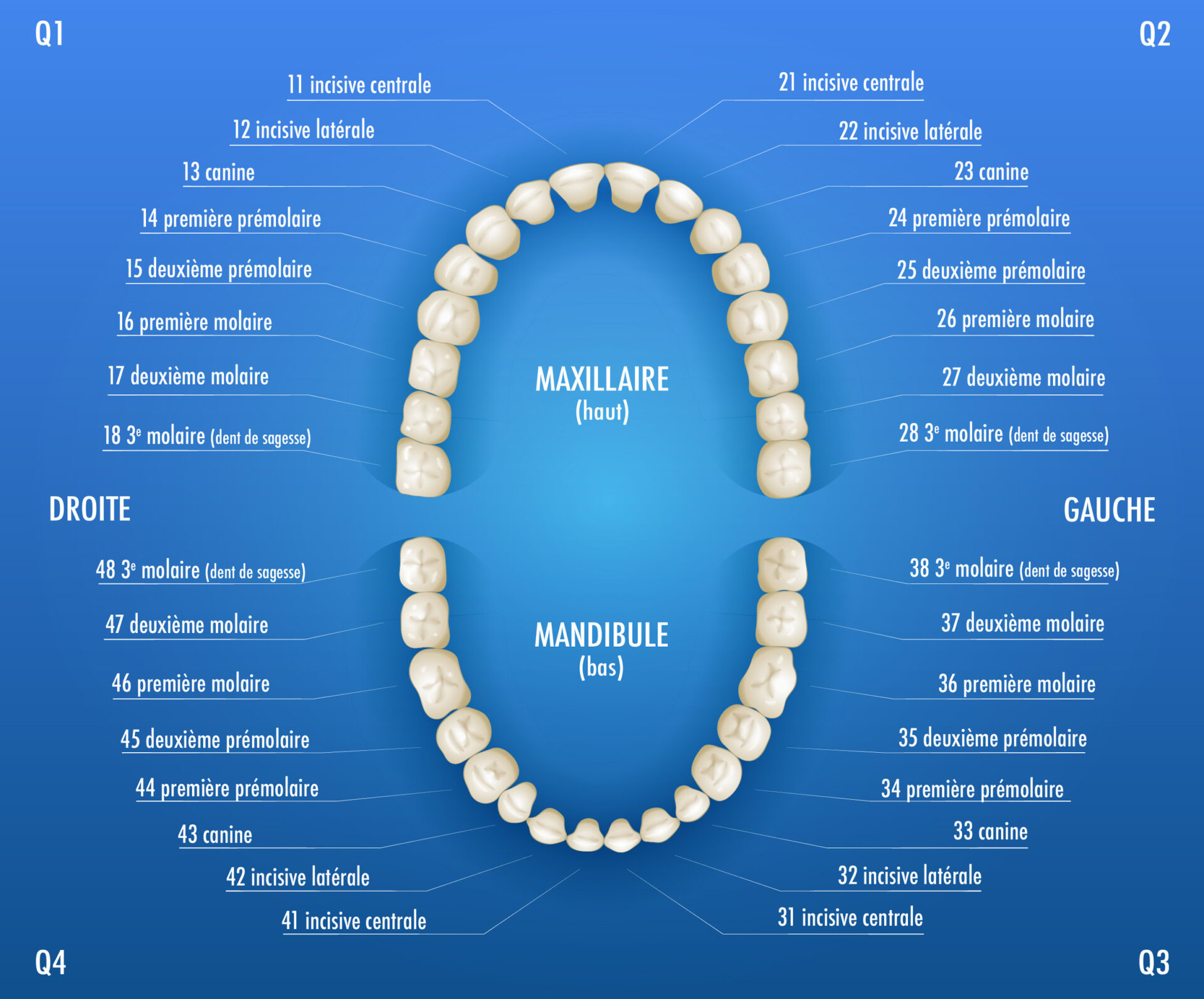 Numérotation des dents comment ça marche ? - Espace dentaire à Aix en ...