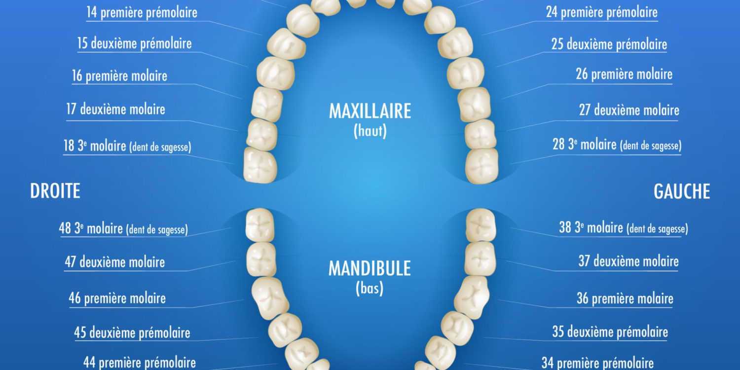 Numérotation des dents comment ça marche ?